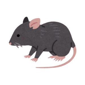 Rat