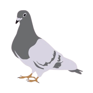 Pigeon