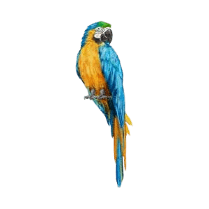Parrot