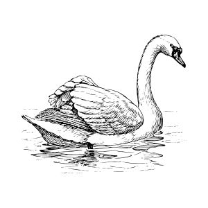 Swan