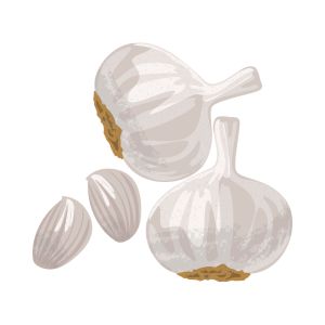 Garlic